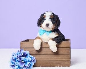 Monty Mini Bernadoodle 